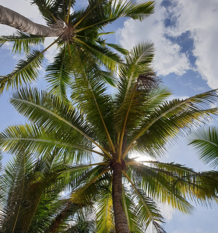 卡马拉卡马拉兽